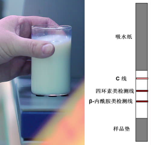 乳品四環(huán)素類+β-內(nèi)酰胺類抗生素檢測(cè)試紙條